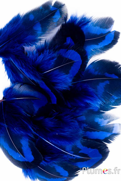 Faisan vénéré - 2-4 cm - bleu